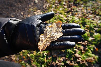 Close-up of hand wearing glove while holding wet leaf during autumn