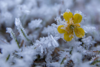 Close-up of frozen yellow flower