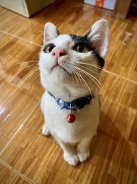 Close-up of cat on hardwood floor