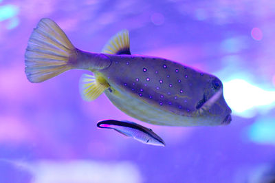 Yellow boxfish and cleaner wrasse in a symbiotic relationship