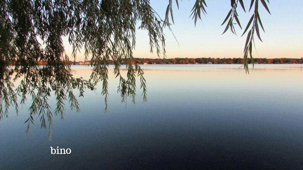 water, tree, tranquility, plant, sky, reflection, beauty in nature, tranquil scene, no people, nature, scenics - nature, lake, waterfront, growth, palm tree, tropical climate, beach, day, clear sky, outdoors