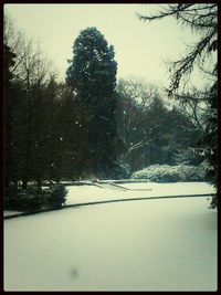 Bare trees on snow covered landscape