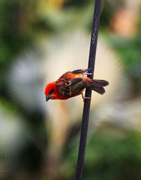 Close-up of a bird flying