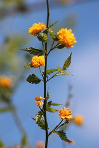 Close-up of yellow flowers blooming against sky