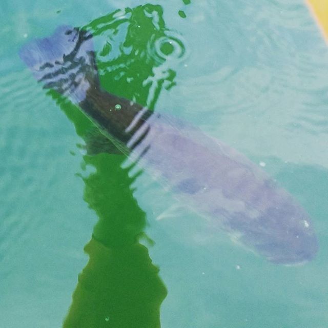 water, blue, close-up, swimming pool, high angle view, waterfront, green color, underwater, reflection, turquoise colored, swimming, animal themes, sea, no people, day, nature, outdoors, transparent, fish, wet