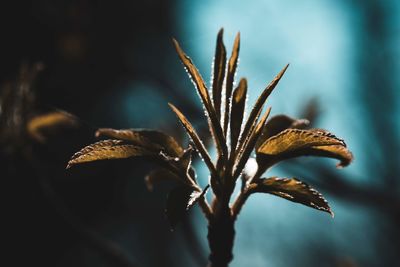 Close-up of wilted plant