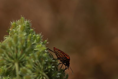 Close-up of butterfly perching on plant