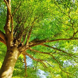 Low angle view of trees in forest