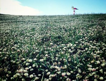 Scenic view of field against sky