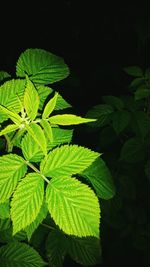 Close-up of fresh green plant