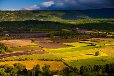 Scenic view of agricultural field against sky