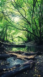 Trees in forest