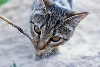 Close-up of a cat