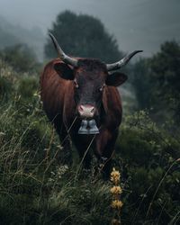 Cow in a field