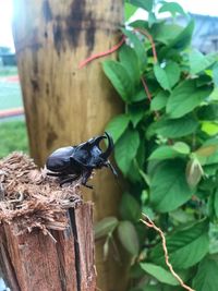 Close-up of bird perching on leaf