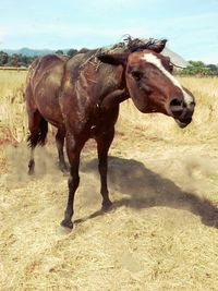 Horse standing on field against sky