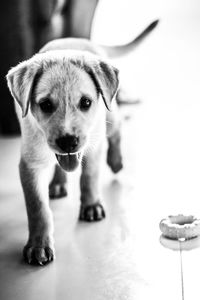 Close-up portrait of puppy