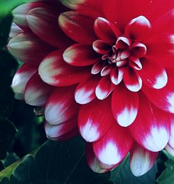 Close-up of red flowers blooming outdoors