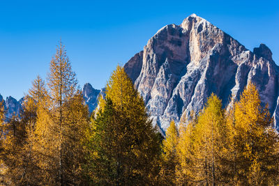 Panoramic view of autumn trees and mountains against clear blue sky