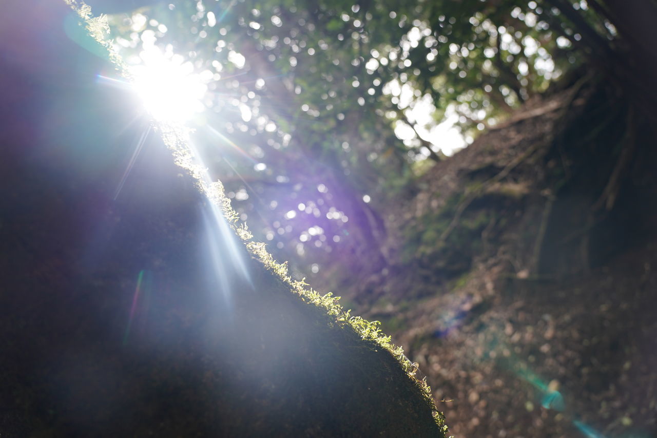 SUNLIGHT STREAMING THROUGH TREES