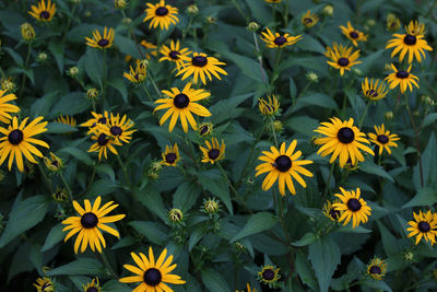 High angle view of yellow flowering plant