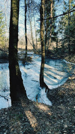 Trees growing by river in forest during winter