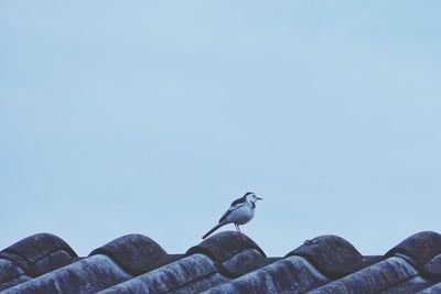 Low angle view of bird perching on roof