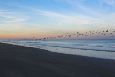 Birds flying over beach against sky during sunset