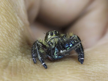 Close-up of hand holding spider