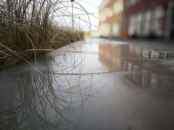 Reflection of bare trees in water