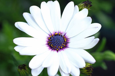 Close-up of white osteospermum blooming outdoors