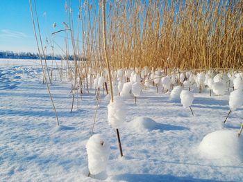 View of birds on frozen lake during winter