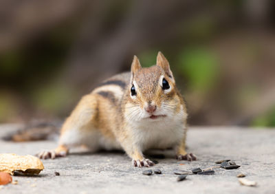 Close-up of squirrel eating outdoors