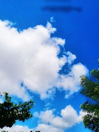 Low angle view of trees against blue sky