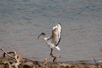 Bird on lake