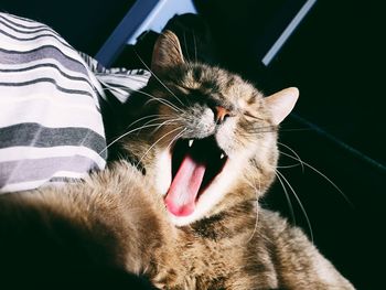 Close-up of cat yawning