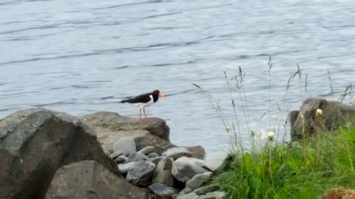 Bird perching on shore