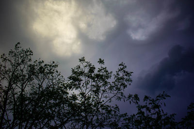 Low angle view of tree against cloudy sky