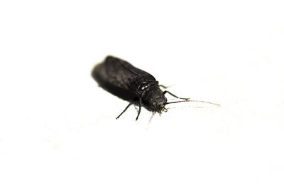 Close-up of insect on white background