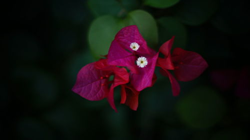 Close-up of red flower