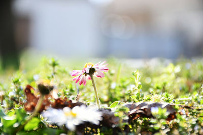 Close-up of flowering plant on field