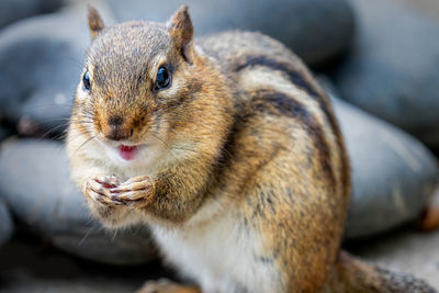 Close-up of squirrel