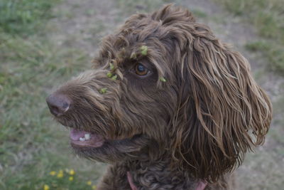Close-up of dog looking away