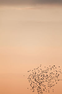 Low angle view of birds flying against sky