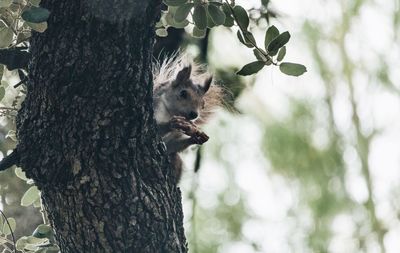 Close-up of squirrel on tree trunk