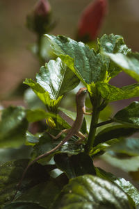 Close-up of lizard on leaf