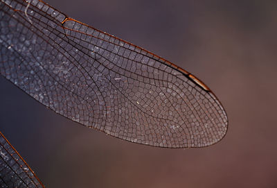 Closeup view of dragonfly wing