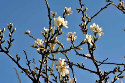 Low angle view of cherry blossoms against clear blue sky