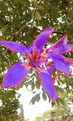 Close-up of purple flower
