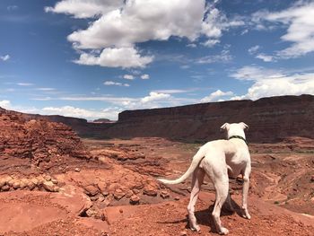 Dog standing on rock formation against sky